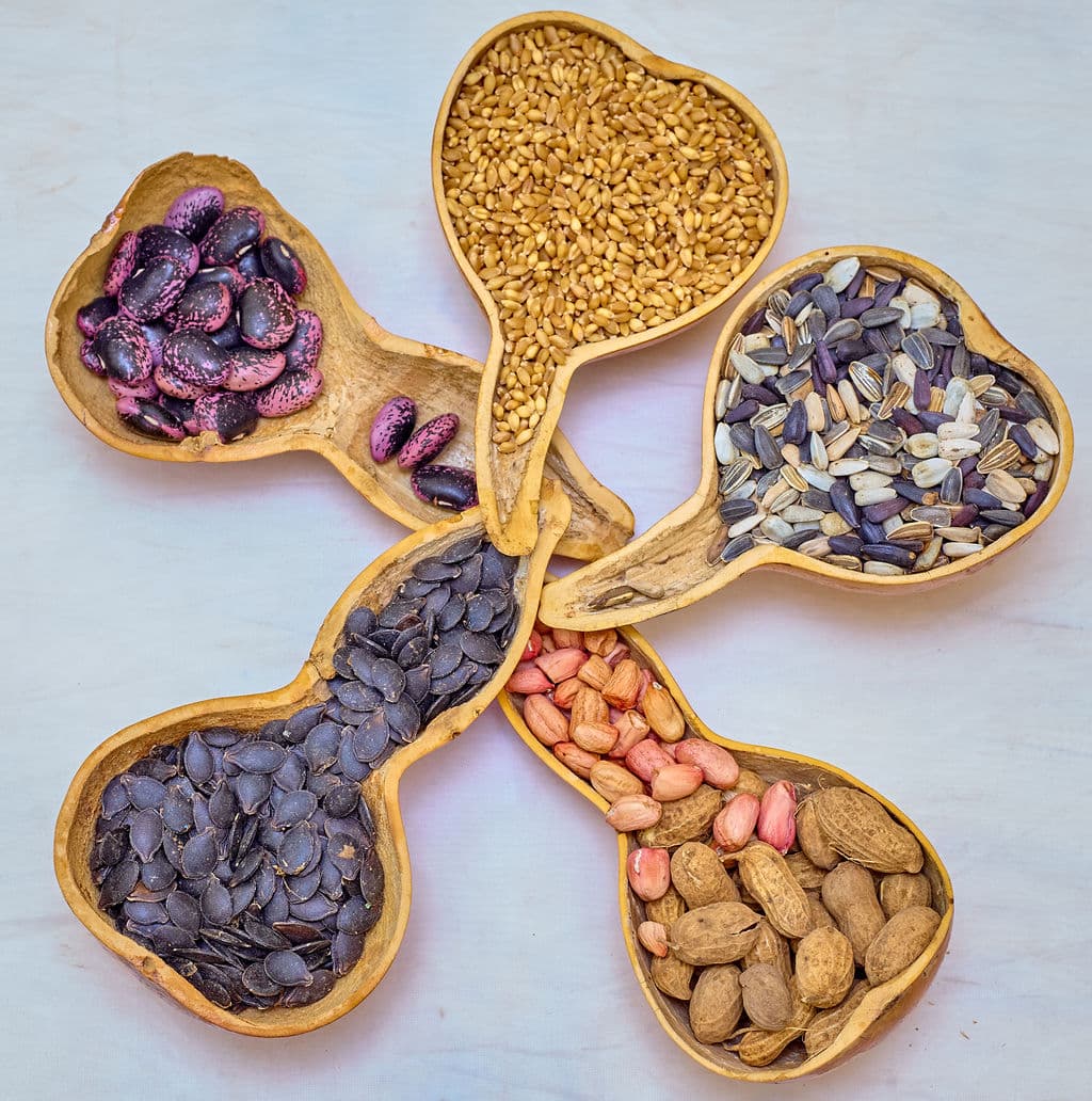 Guardians of the Seed: Rural Women Preserve a Living Agricultural Heritage 5